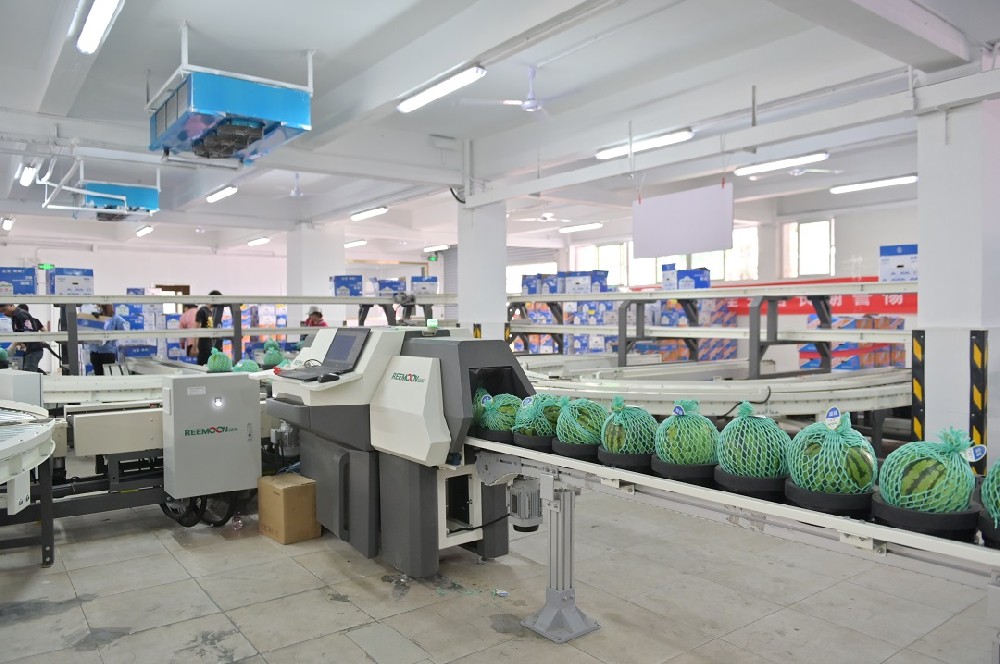 深圳市金津農產品有限公司（以下簡稱金津）經過十多年的發展，已成為同行業內具有強大實力的農業產業化公司，是國內少有的精品瓜品牌。憑借過硬的品質，進駐一線優質售賣渠道。偶然的一次種瓜，帶來豐收的意外之喜2007年，試種帥童西瓜，在香港市大賣，一時供不應求，金津開始規模化種植。擴大供應基地，實現周年供